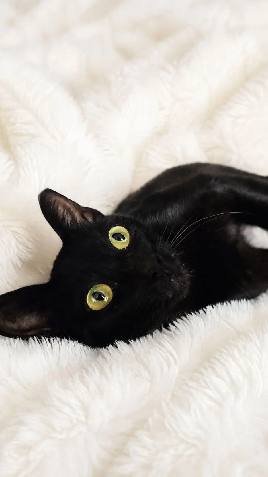 Cookie - Domestic Short Hair