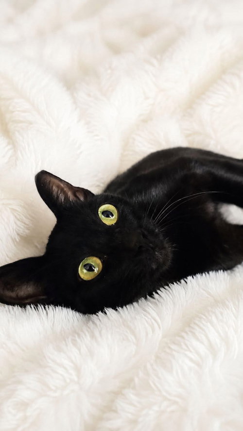 Cookie, a cat for adoption from Community Concern for Cats