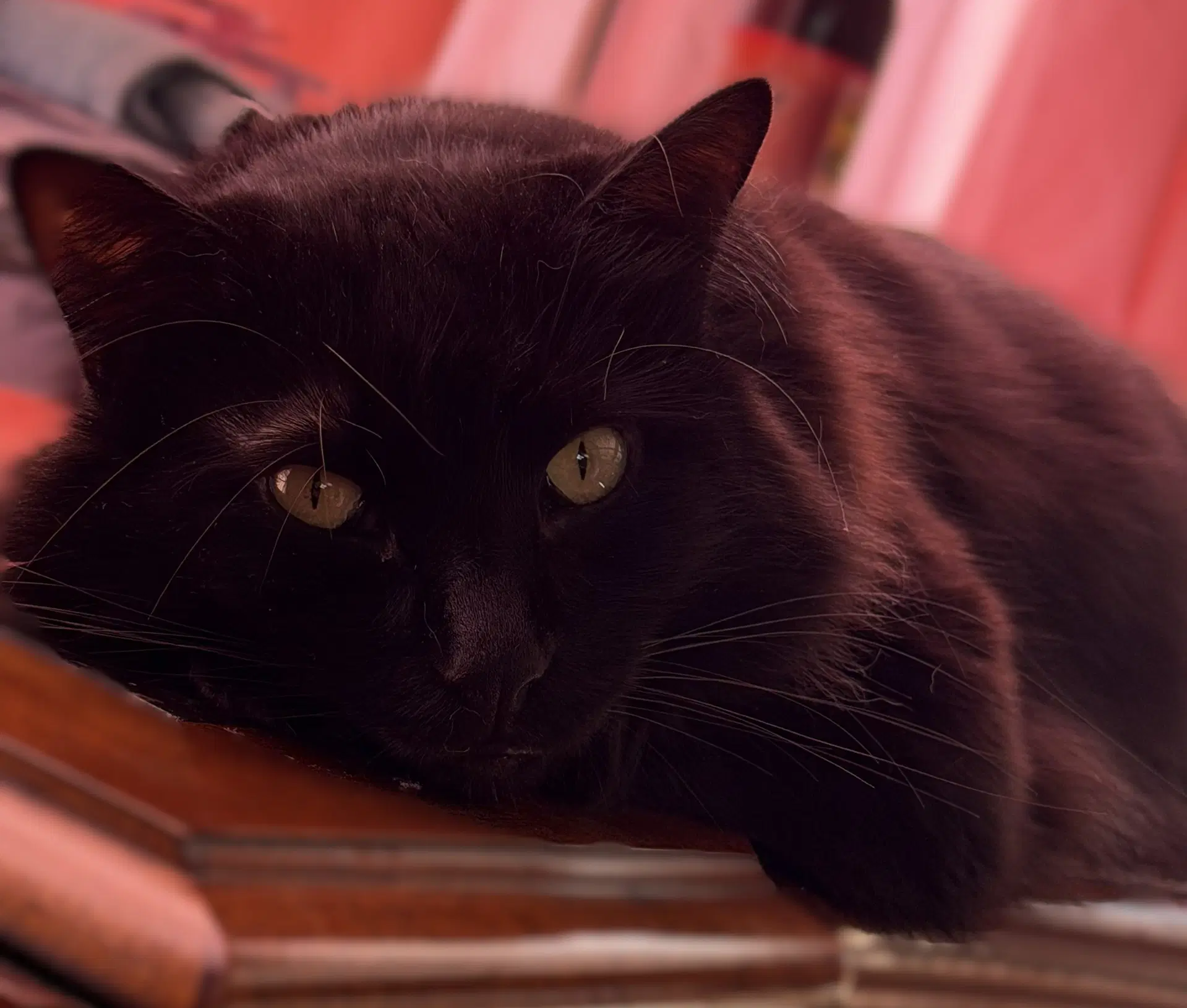 Sam image 3