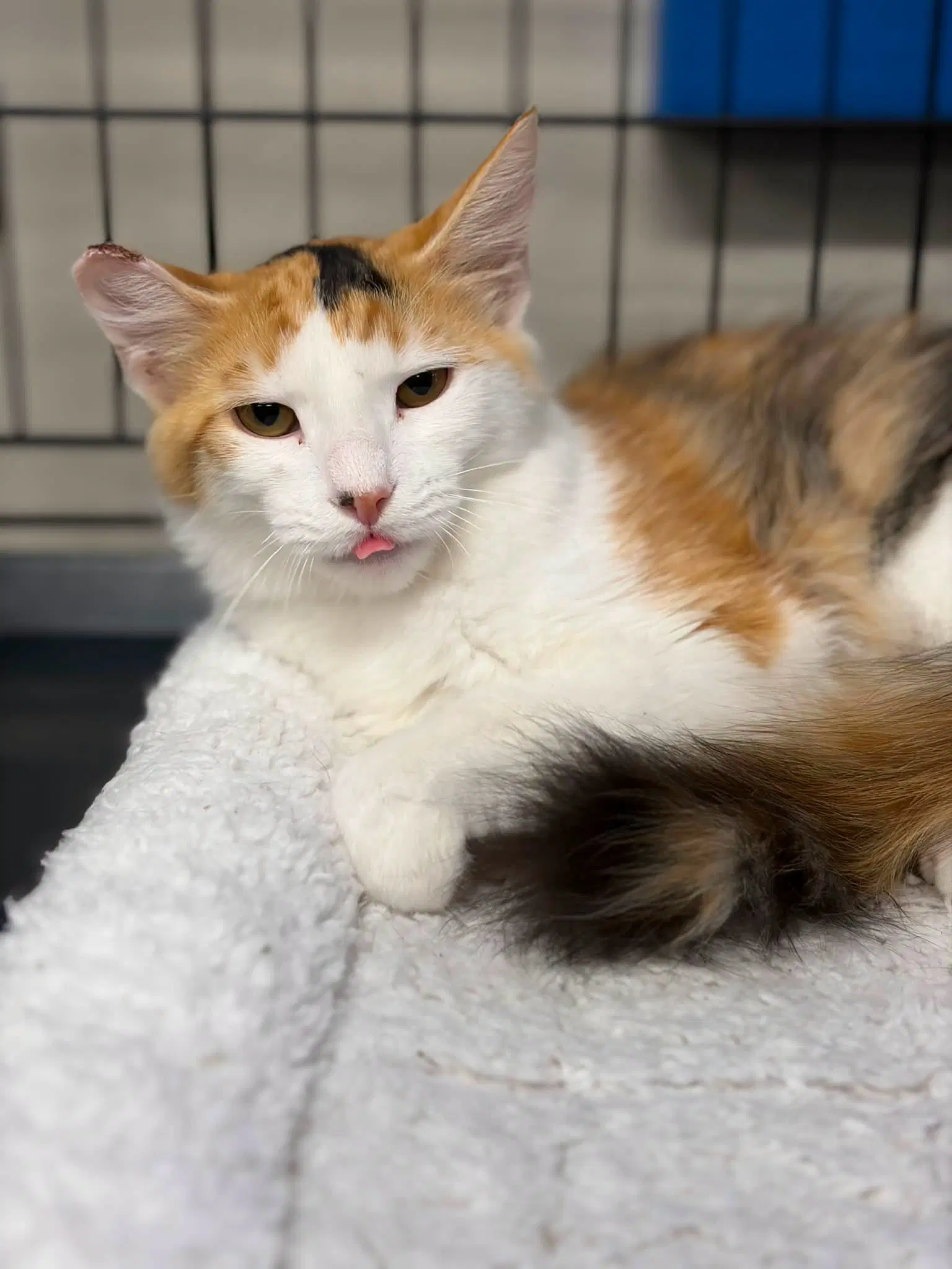 Sundae - Calico
