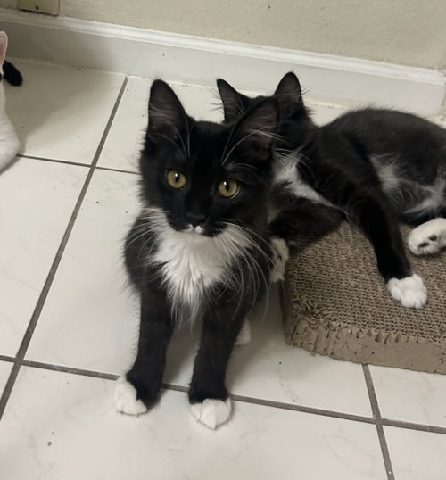 Sundae & Cookie, a cat for adoption from Community Concern for Cats