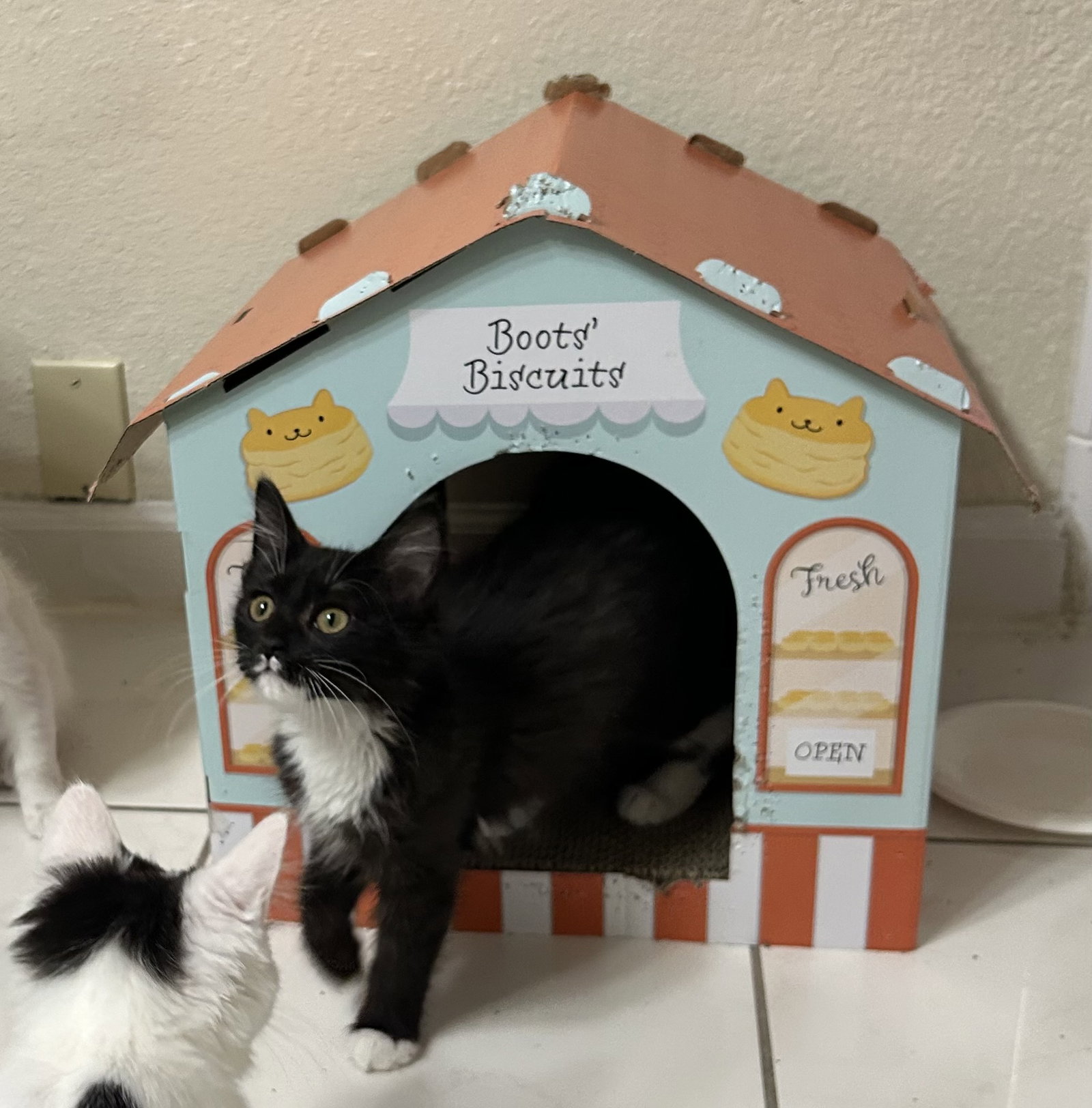 Sundae & Cookie, photo 3