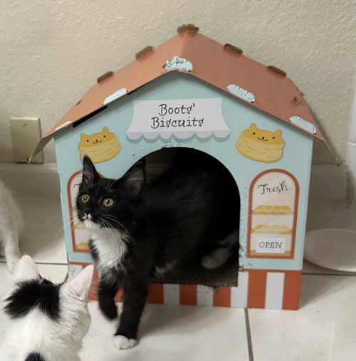 Photo 3 of Sundae & Cookie