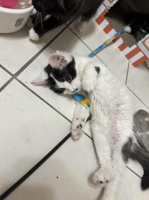 Photo 6 of Sundae & Cookie