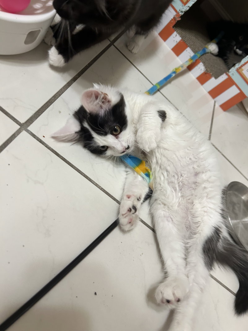 Sundae & Cookie, photo 6