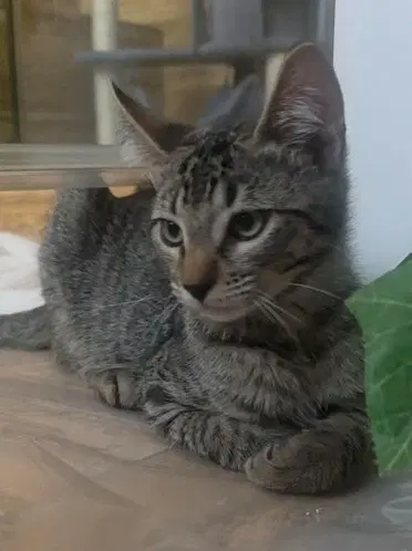 Raider - Tabby