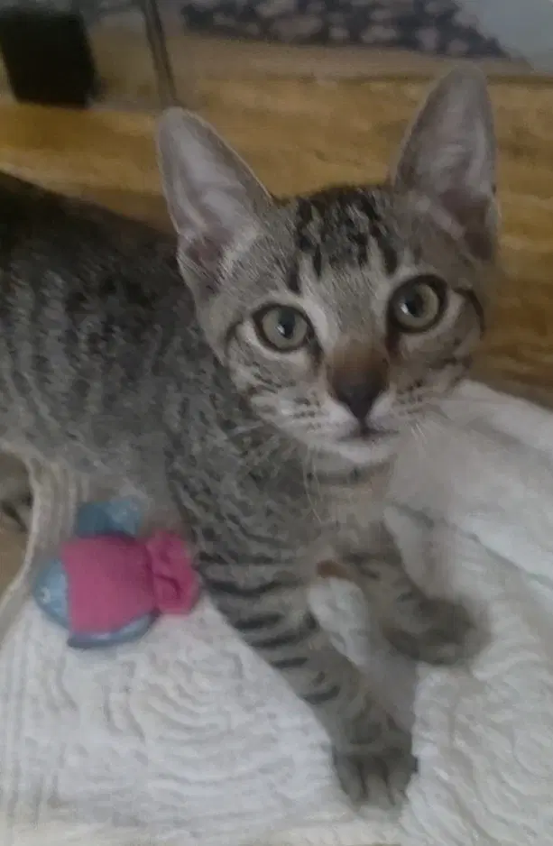 Cheeto - Tabby