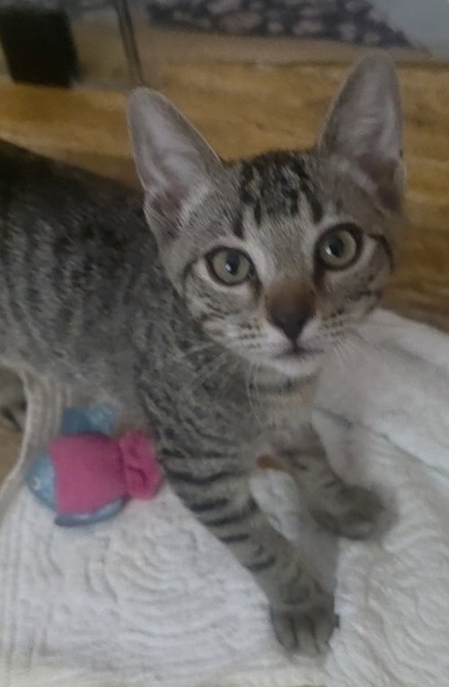 Cheeto, a cat for adoption from Community Concern for Cats