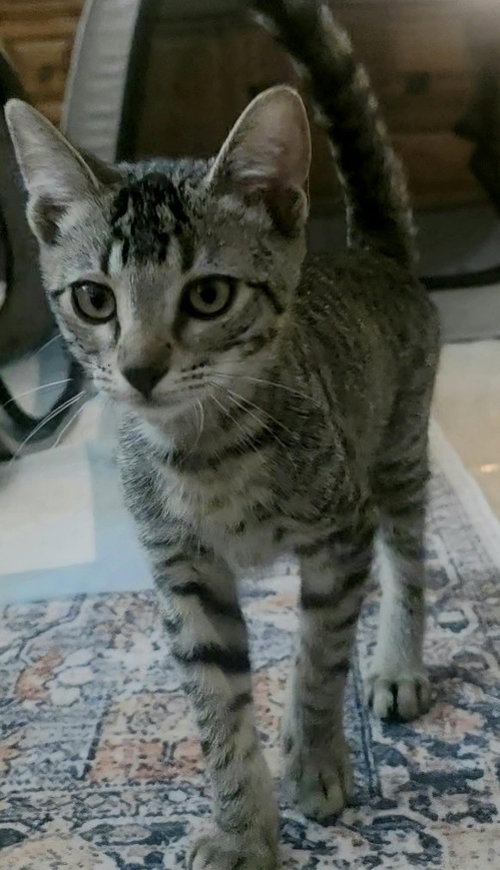 Photo 2 of Cheeto
