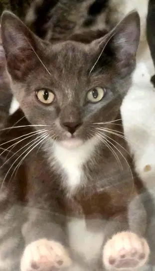 Boots - Tuxedo