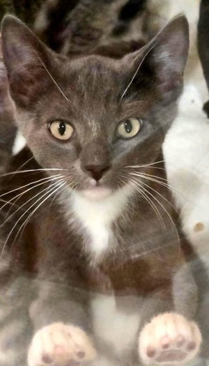 Boots, a male Tuxedo kitten up for adoption