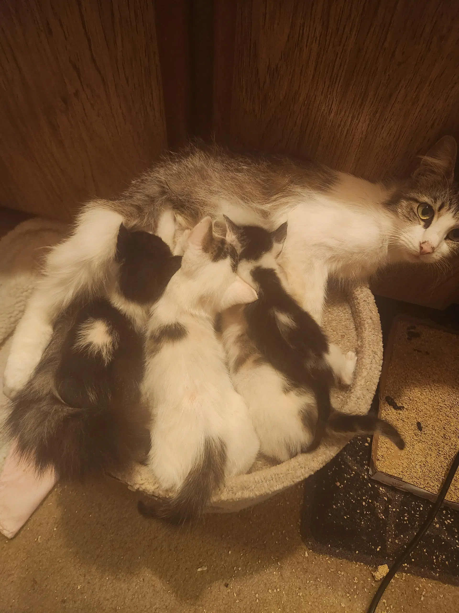 Jersey - Domestic Short Hair
