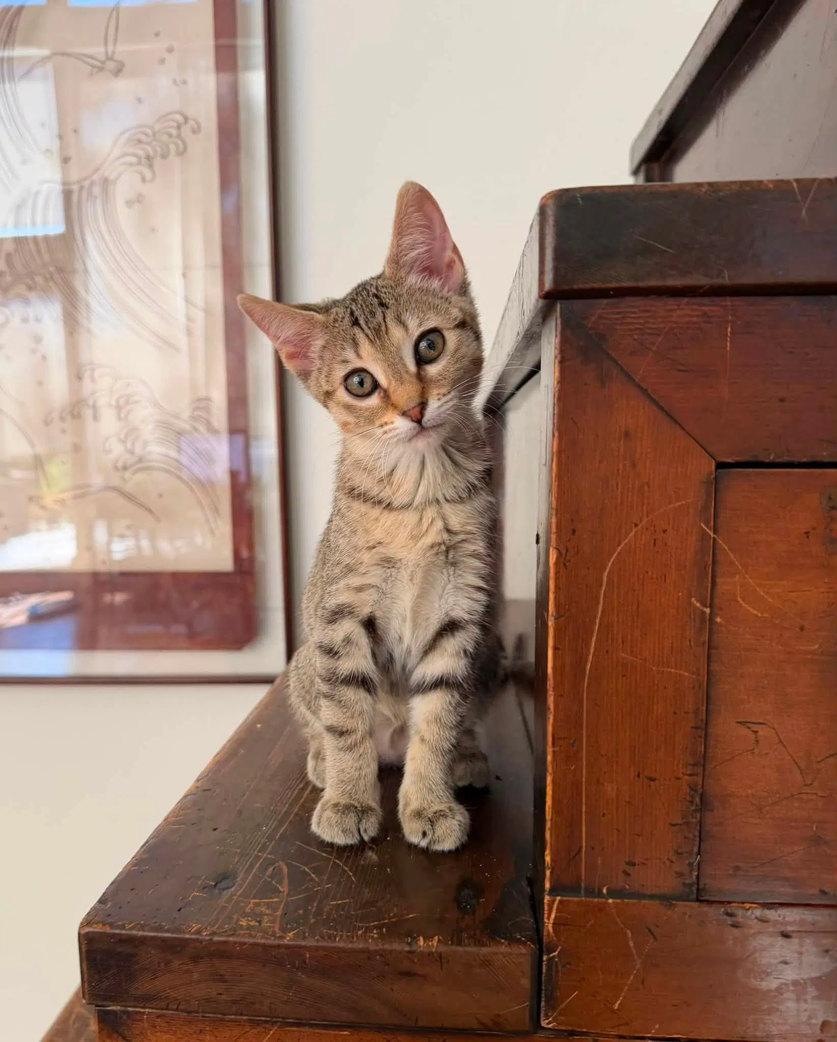Beau Beau - Tabby