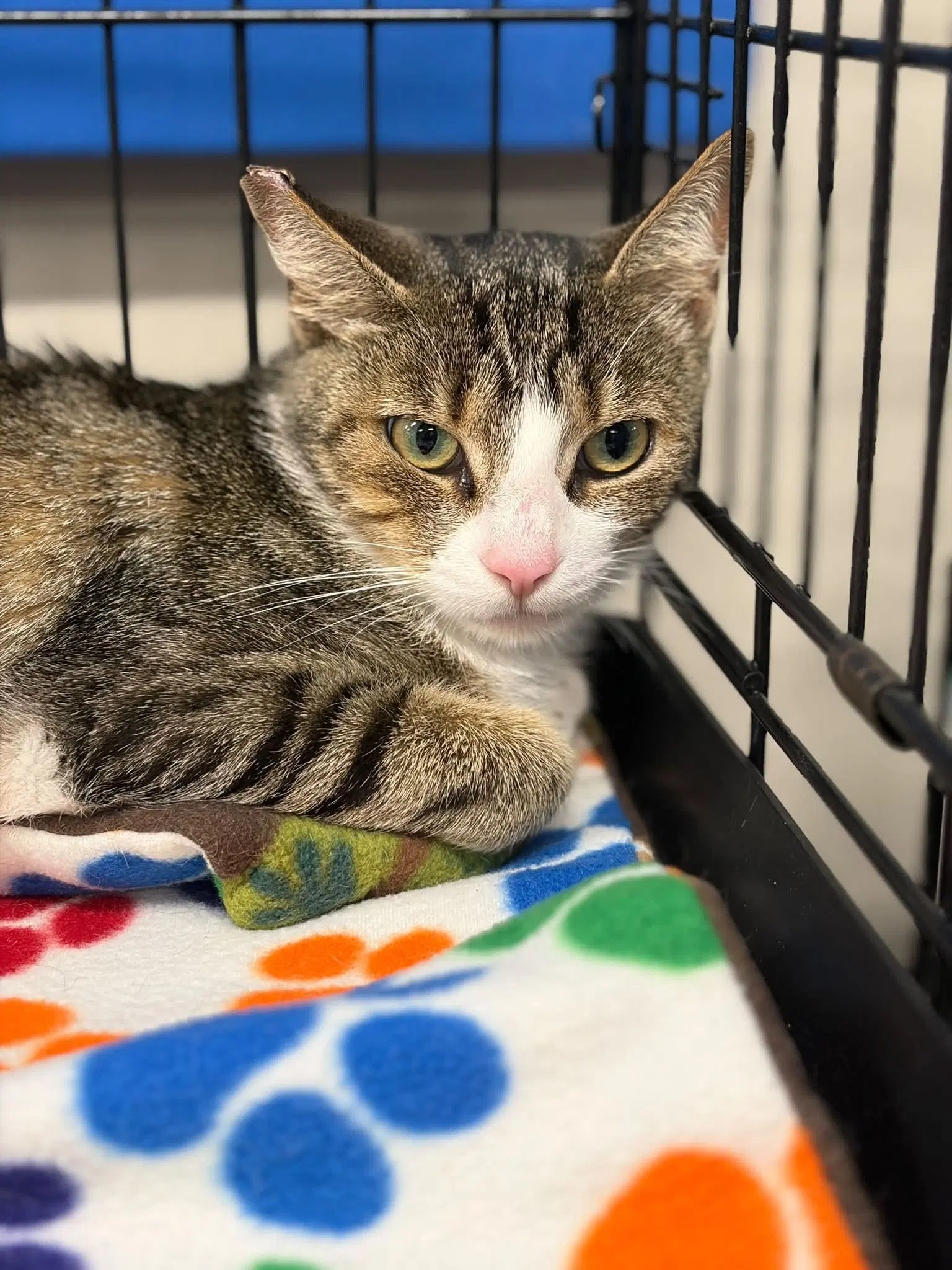 Ruby - Tabby