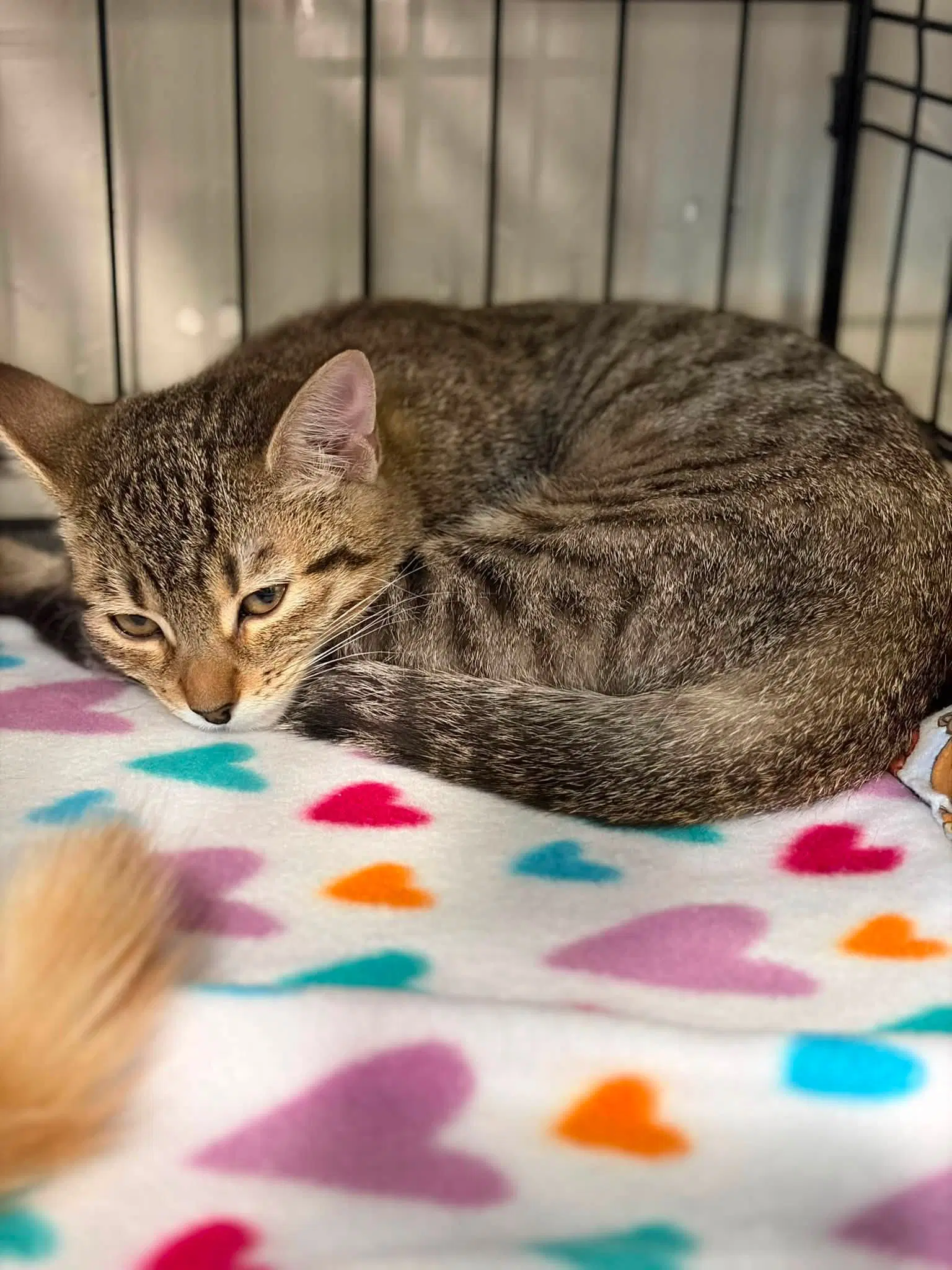 Ollie - Tabby