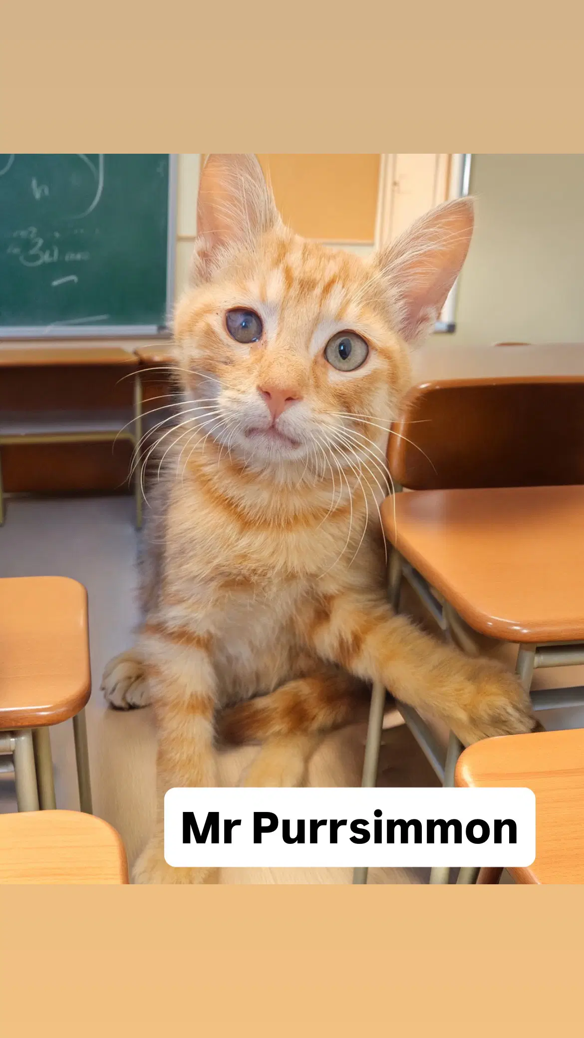 Mr Purrsimmon Kitten Martinez Pet Food Express image 1