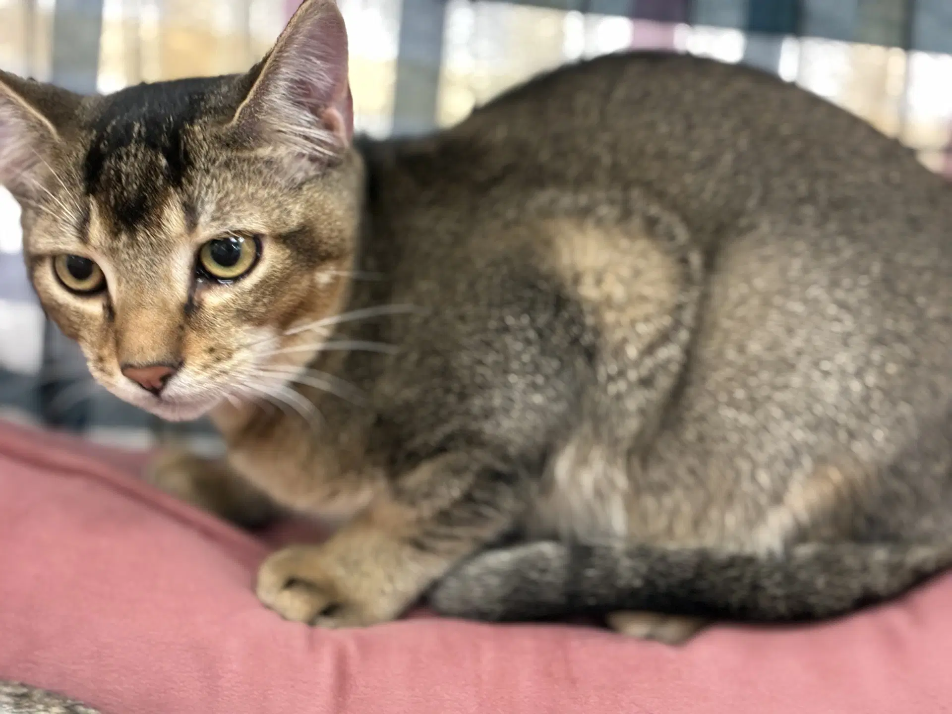 Tommy - Tabby