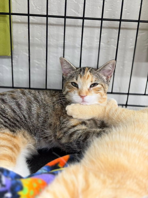 Yuumi, Calico / Domestic Short Hair (short coat)