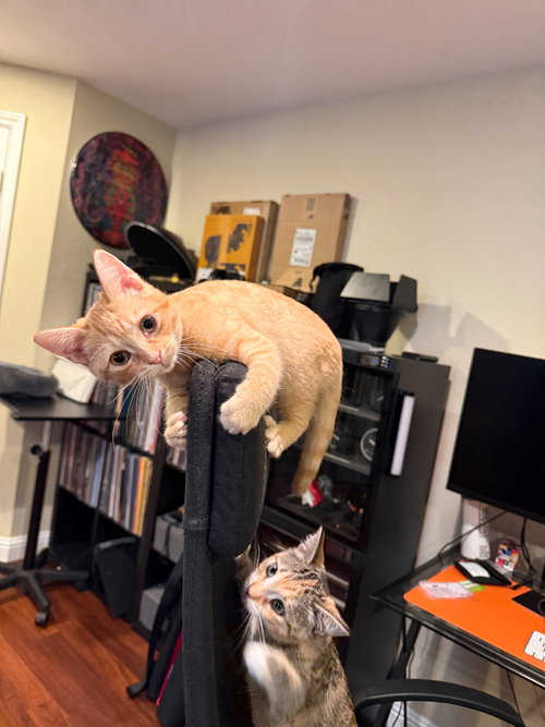 Photo 4 of Miso