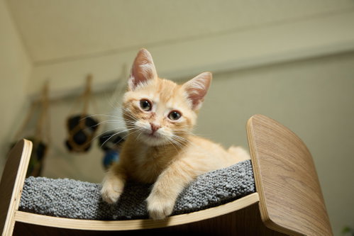 Photo 3 of Miso
