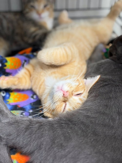 Miso, Tabby / Domestic Short Hair (short coat)