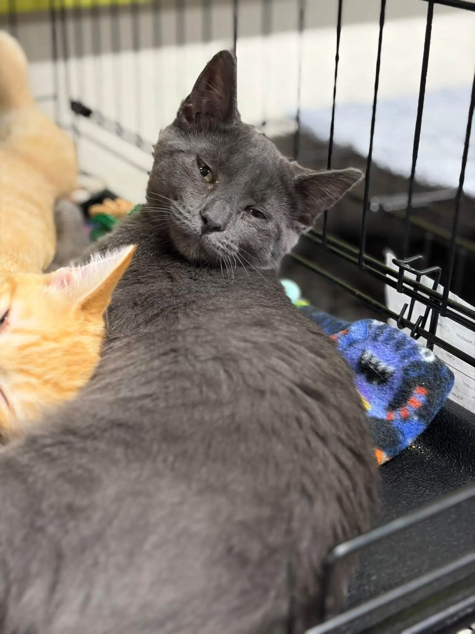 Cooper - Russian Blue