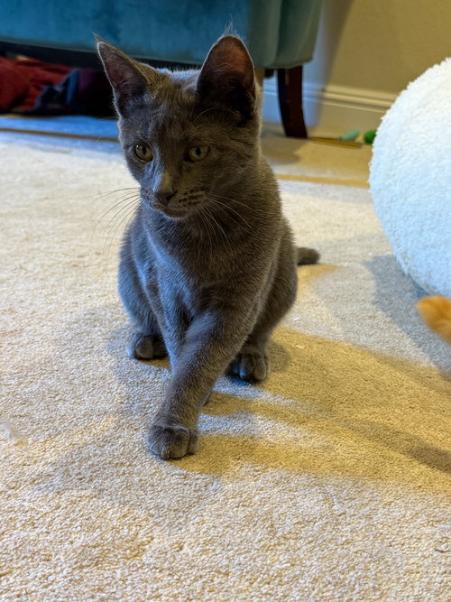 Photo 3 of Cooper