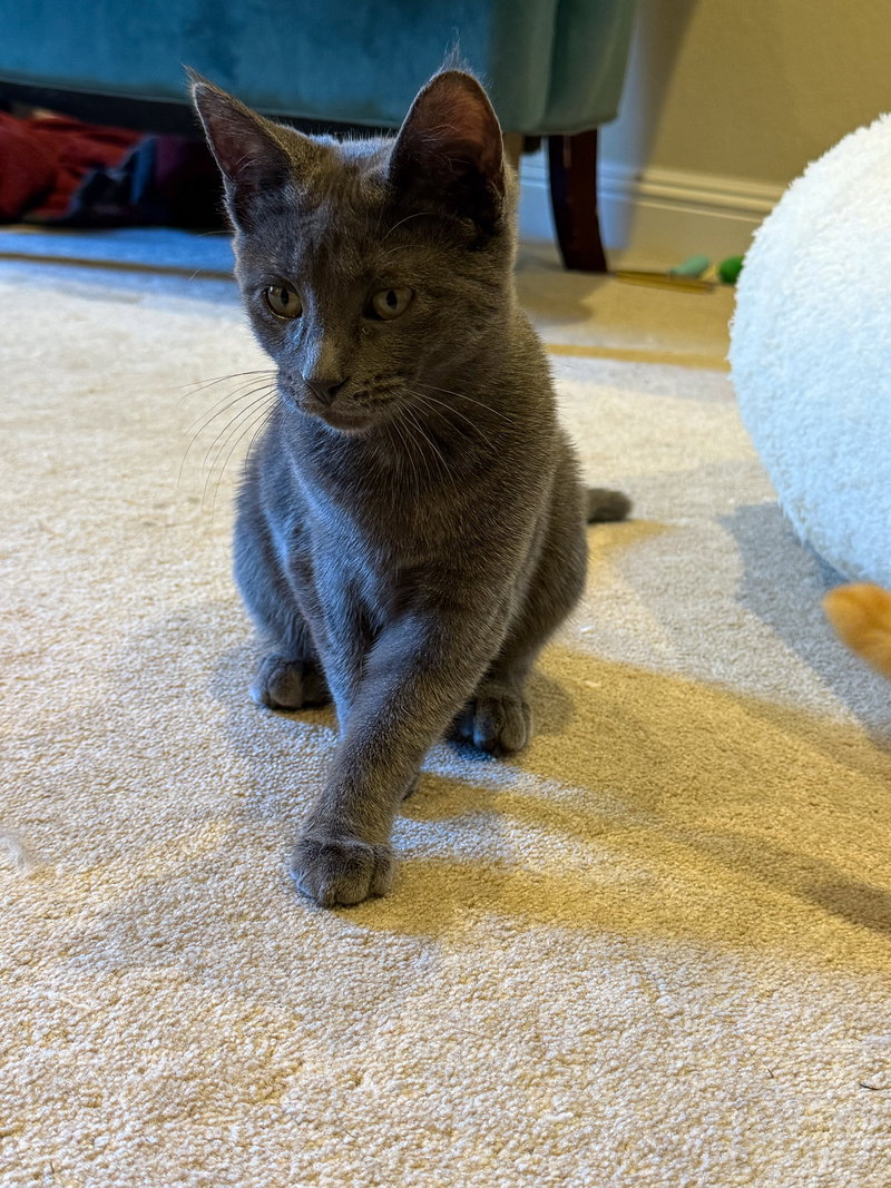 Cooper, photo 5