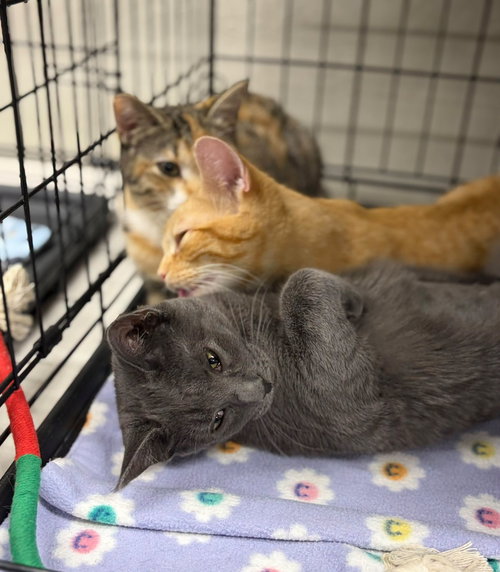 Cooper, Russian Blue / Domestic Short Hair (short coat)