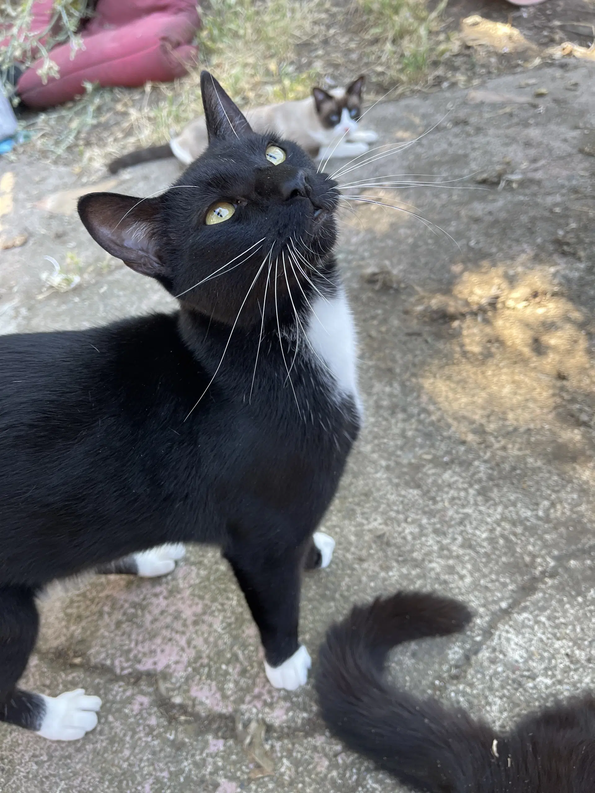 Peter Pan - Domestic Short Hair