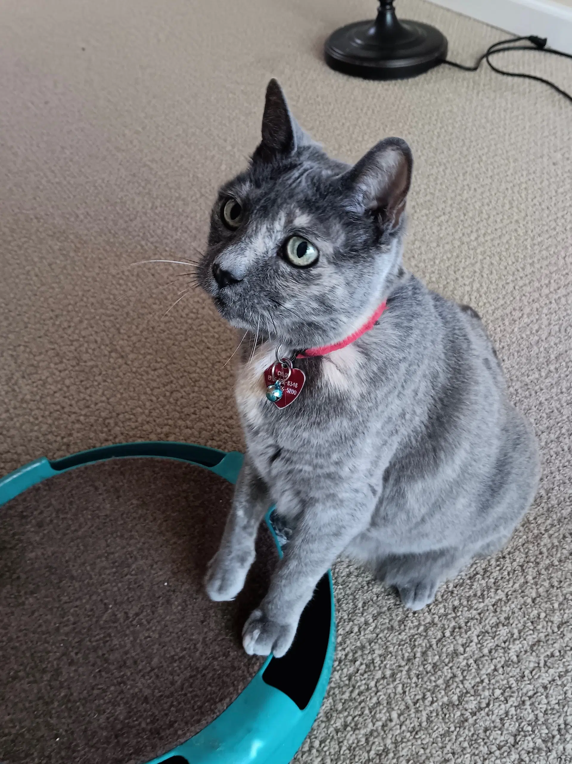 Chloe - Dilute Tortoiseshell