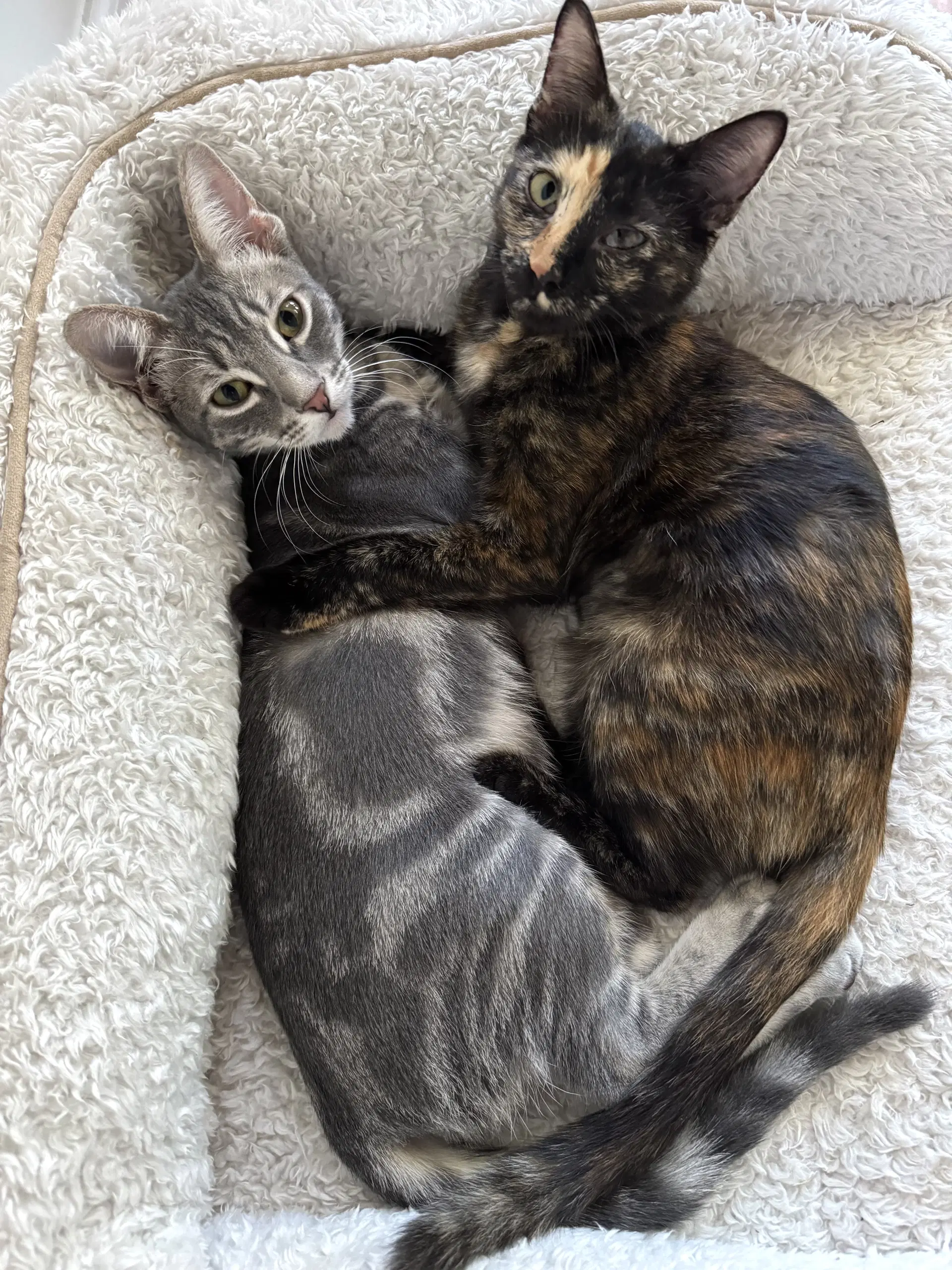 Stevie And Georgie - Tabby