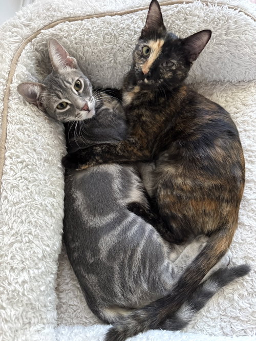 Stevie and Georgie, a cat for adoption from Community Concern for Cats