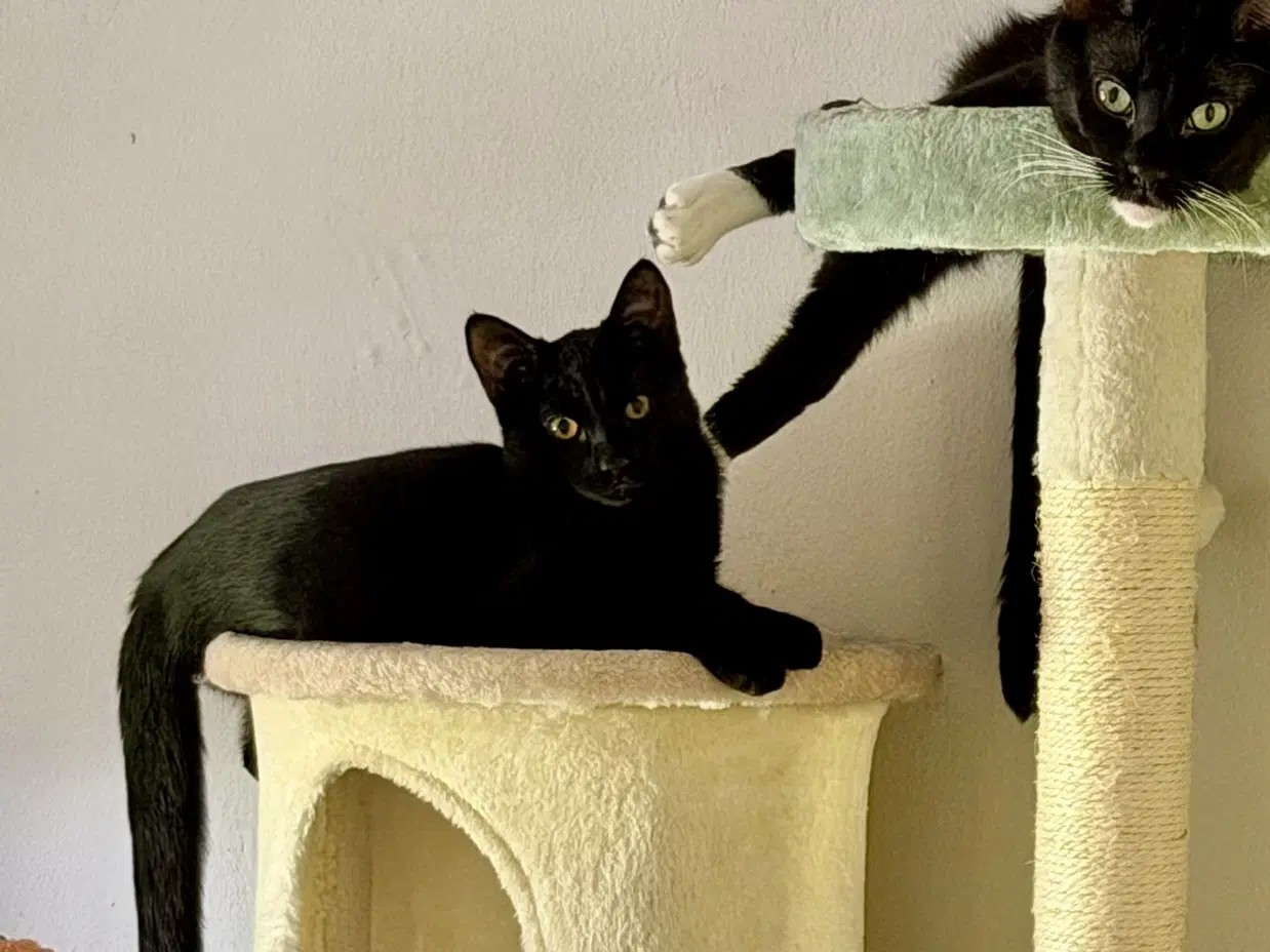 Obsidian - Domestic Short Hair
