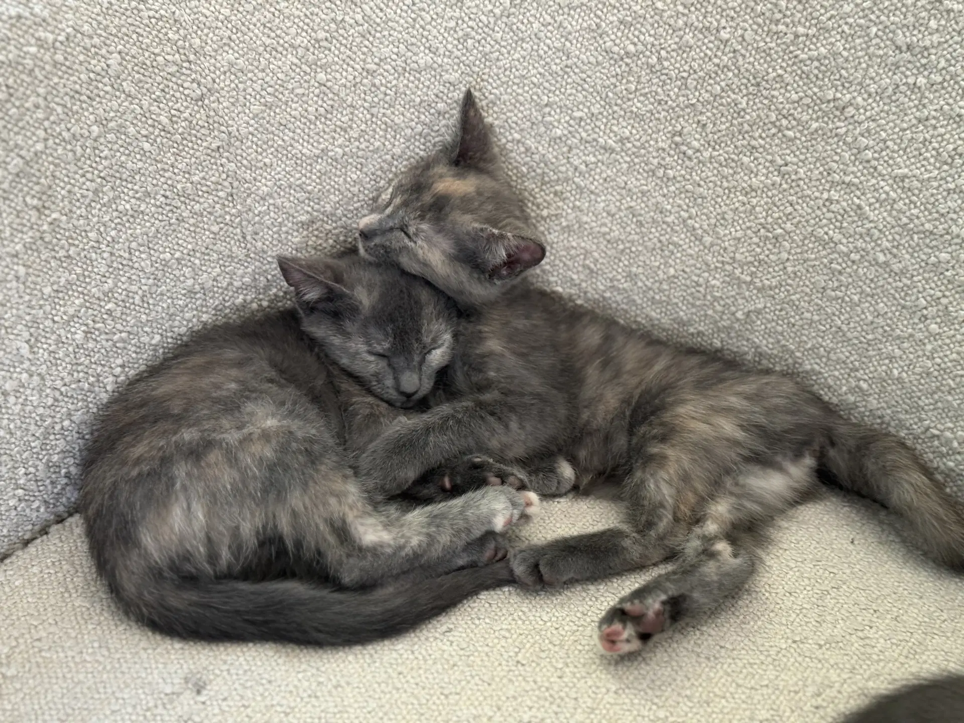 Maise And Molly - Dilute Tortoiseshell