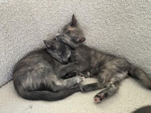 Maise and Molly, a cat for adoption from Community Concern for Cats