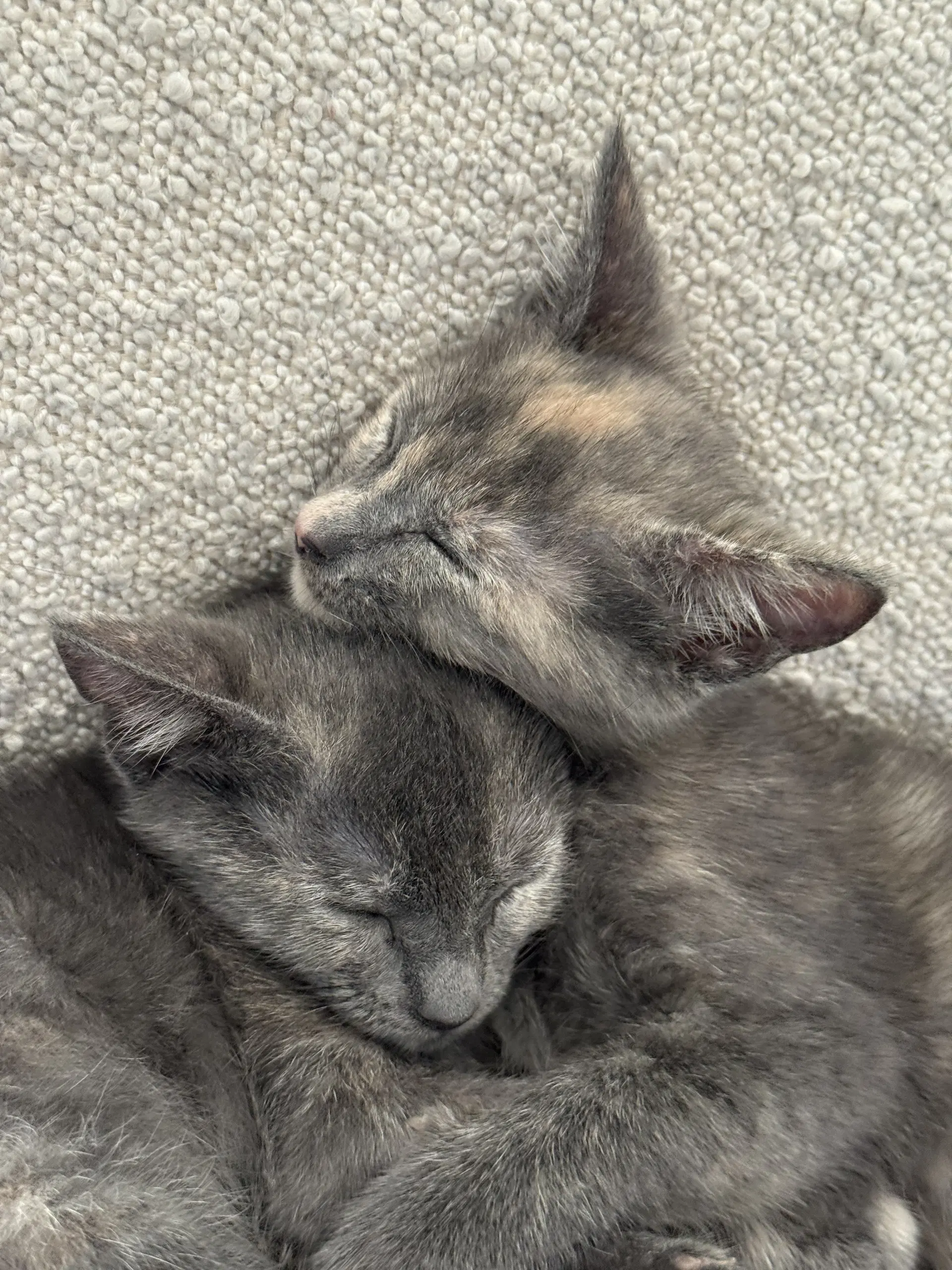 Maise And Molly image 4