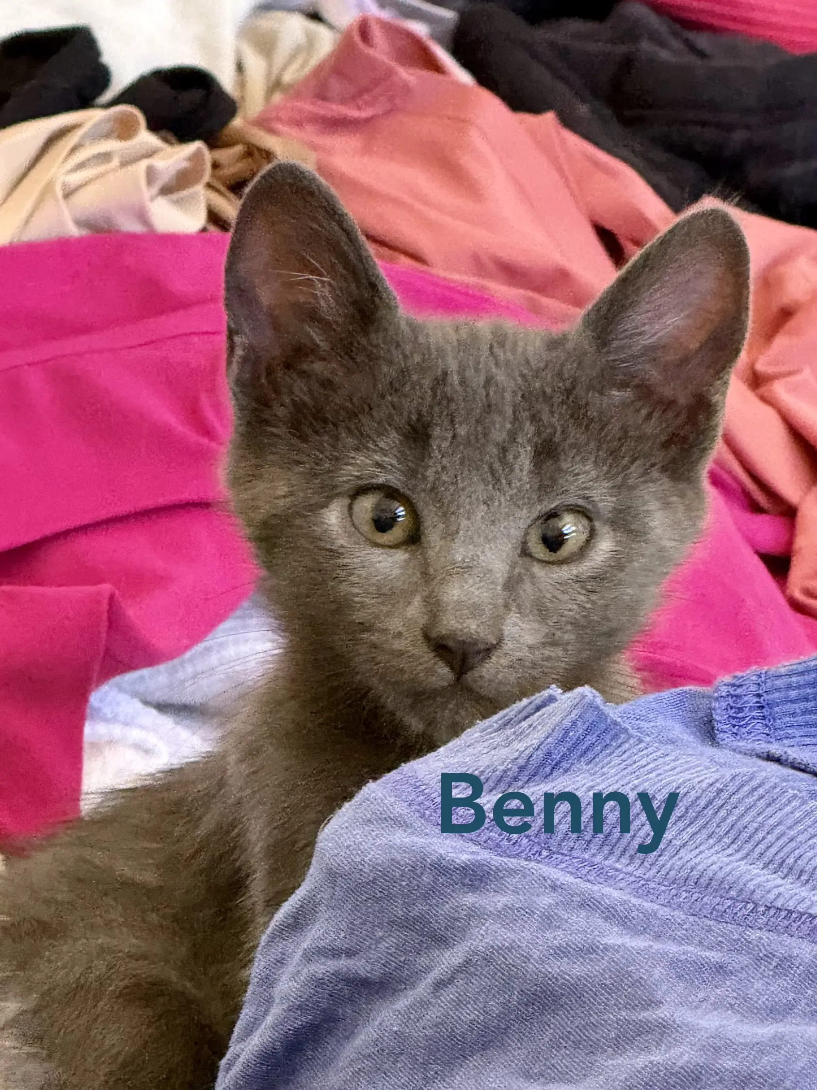 Benny - Russian Blue