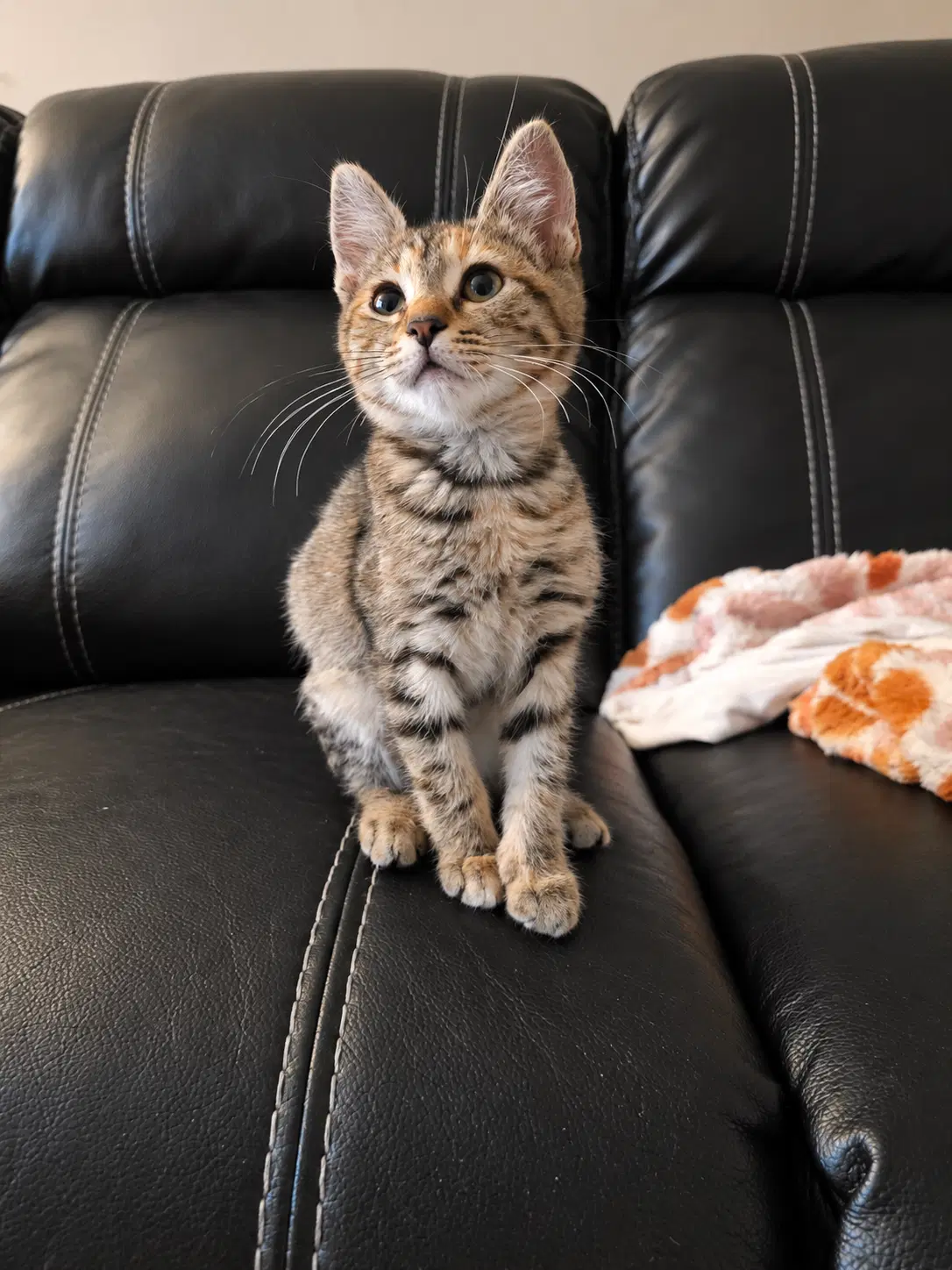 Mallory - Tabby