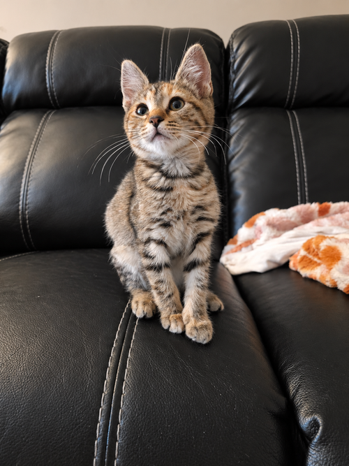 Mallory, a cat for adoption from Community Concern for Cats
