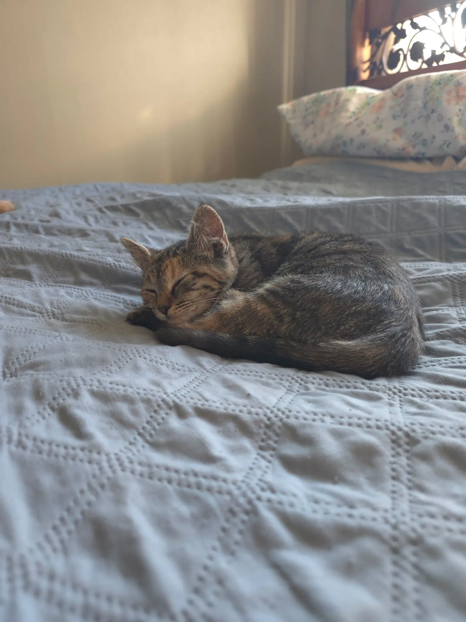Mallory image 3