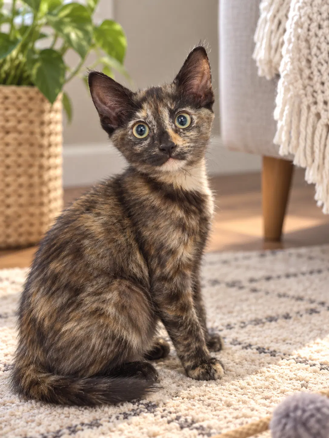 Dolly  Jolene - Tortoiseshell