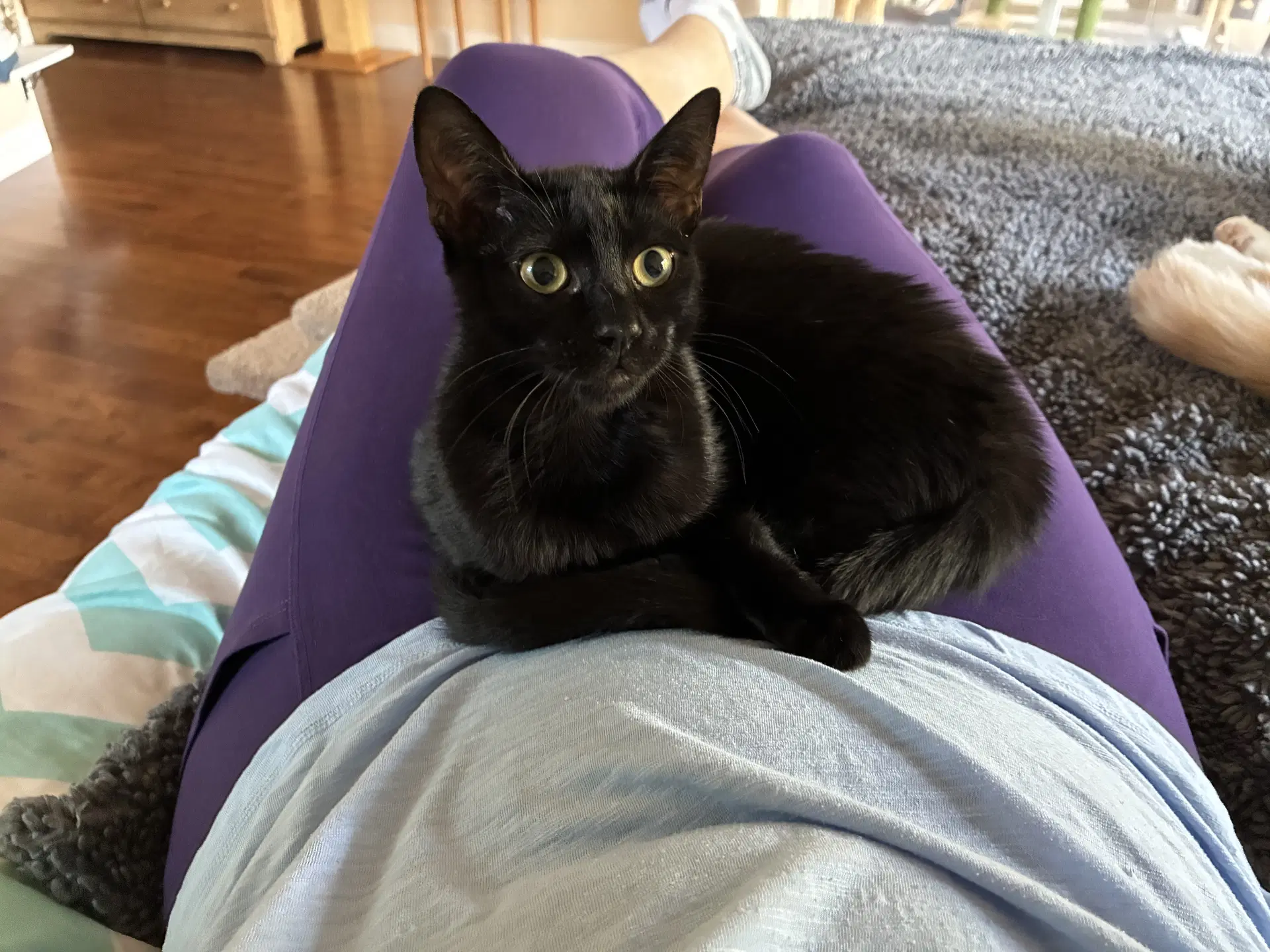 Pepper - Domestic Short Hair