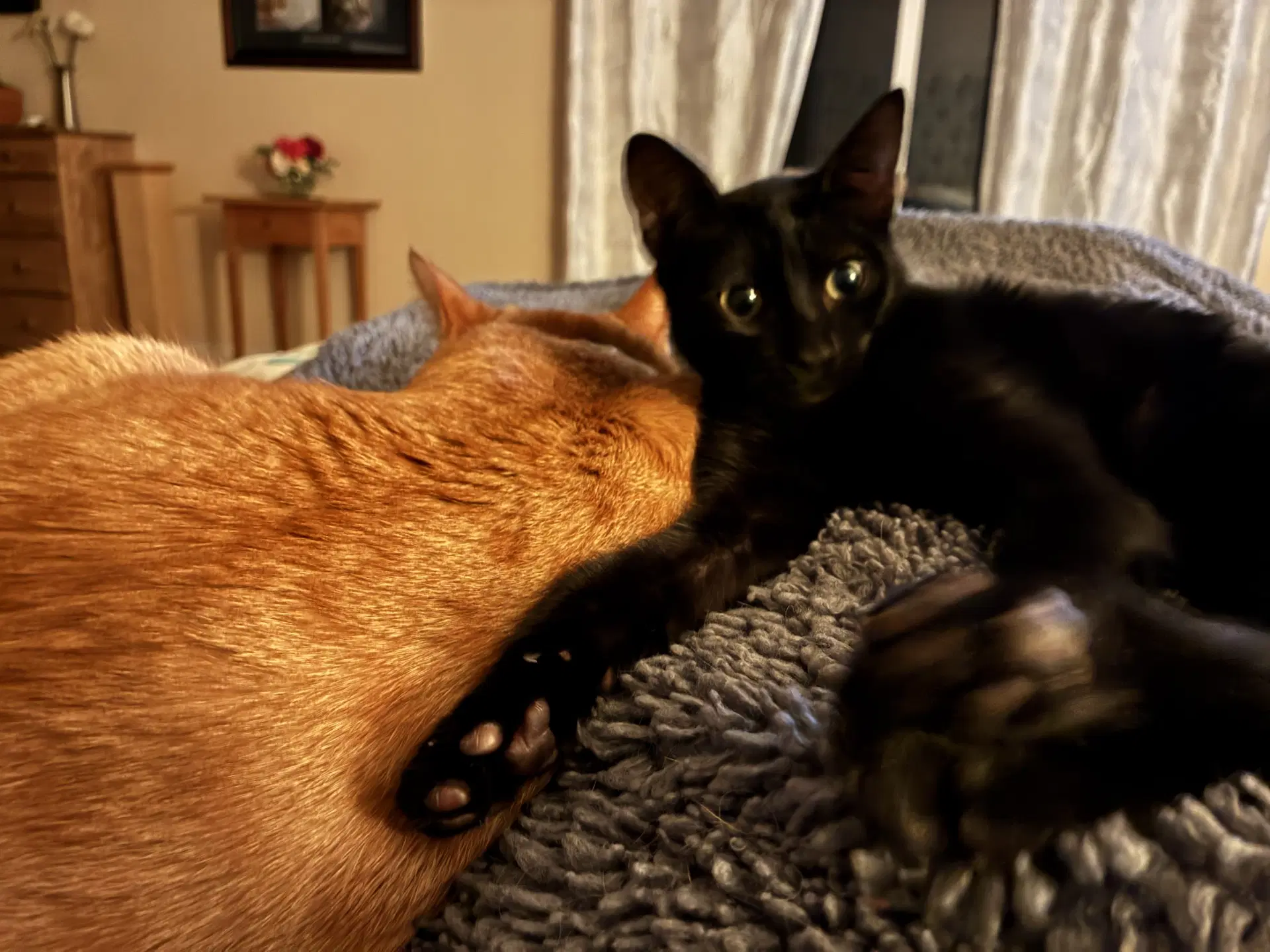 Pepper image 3