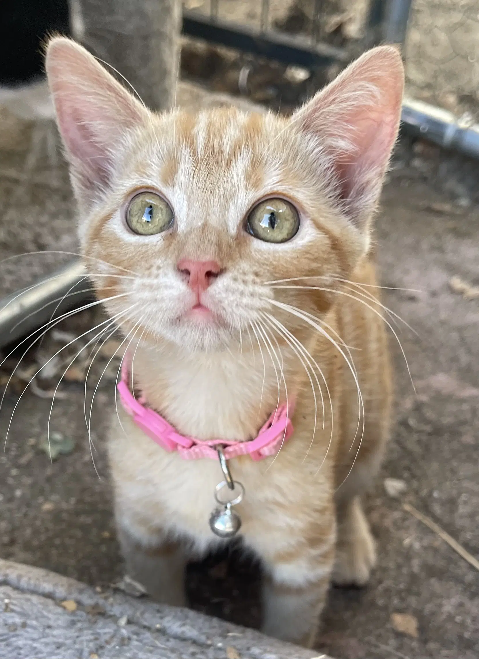 Gigi And Kiki - Domestic Short Hair