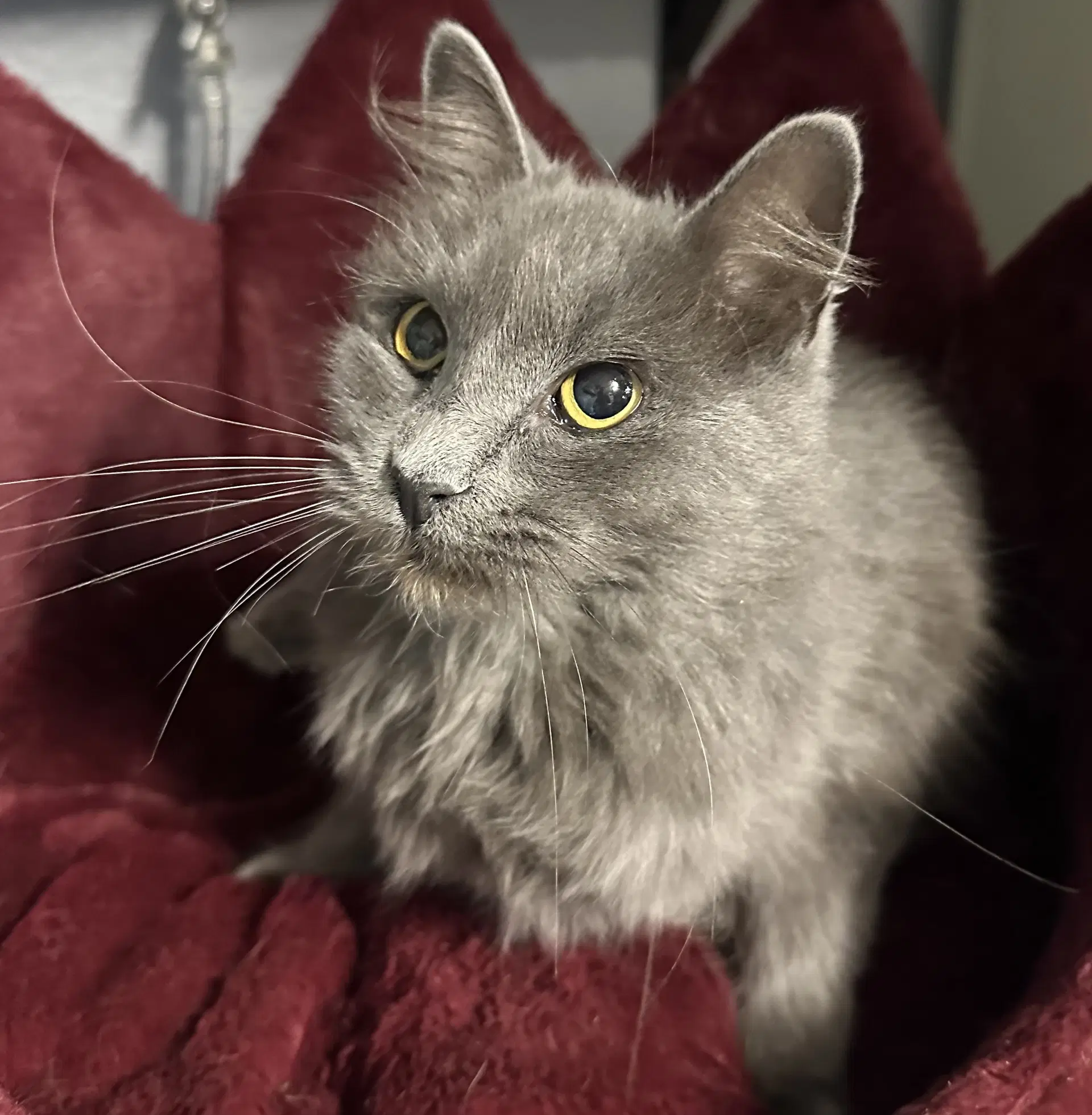 Lavender - Domestic Long Hair