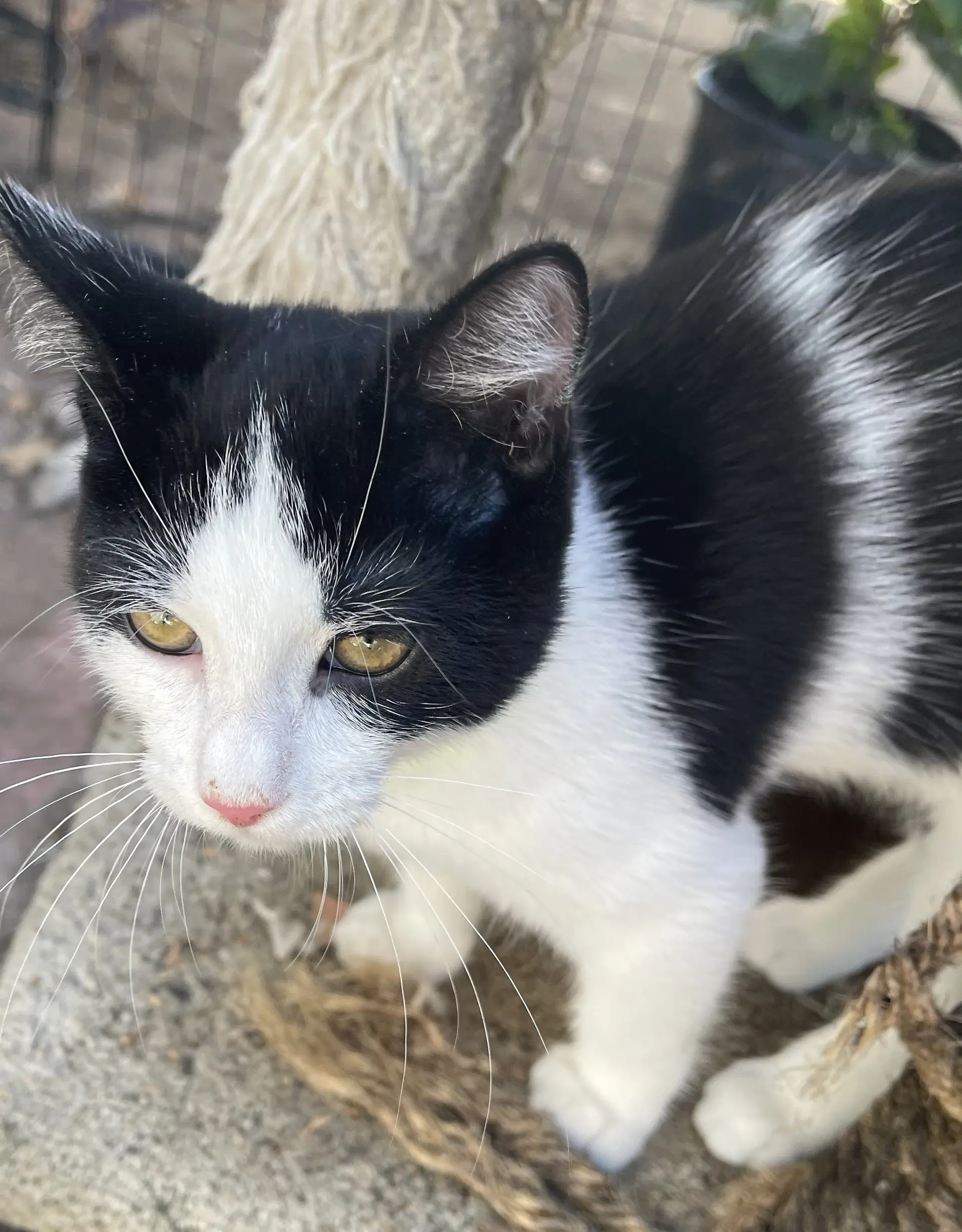Pamela And Panda - Domestic Short Hair