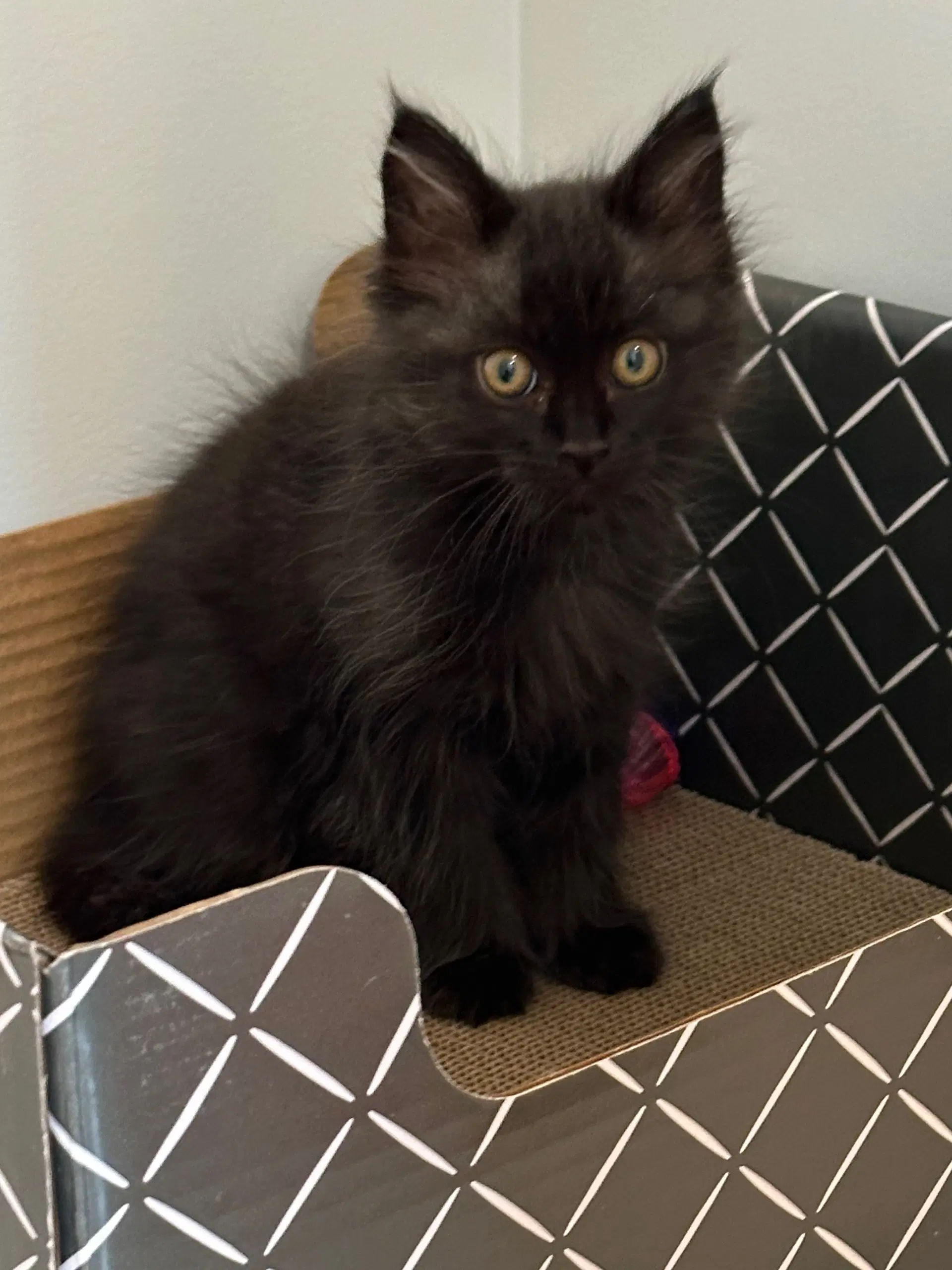 Licorice  Lola image 4