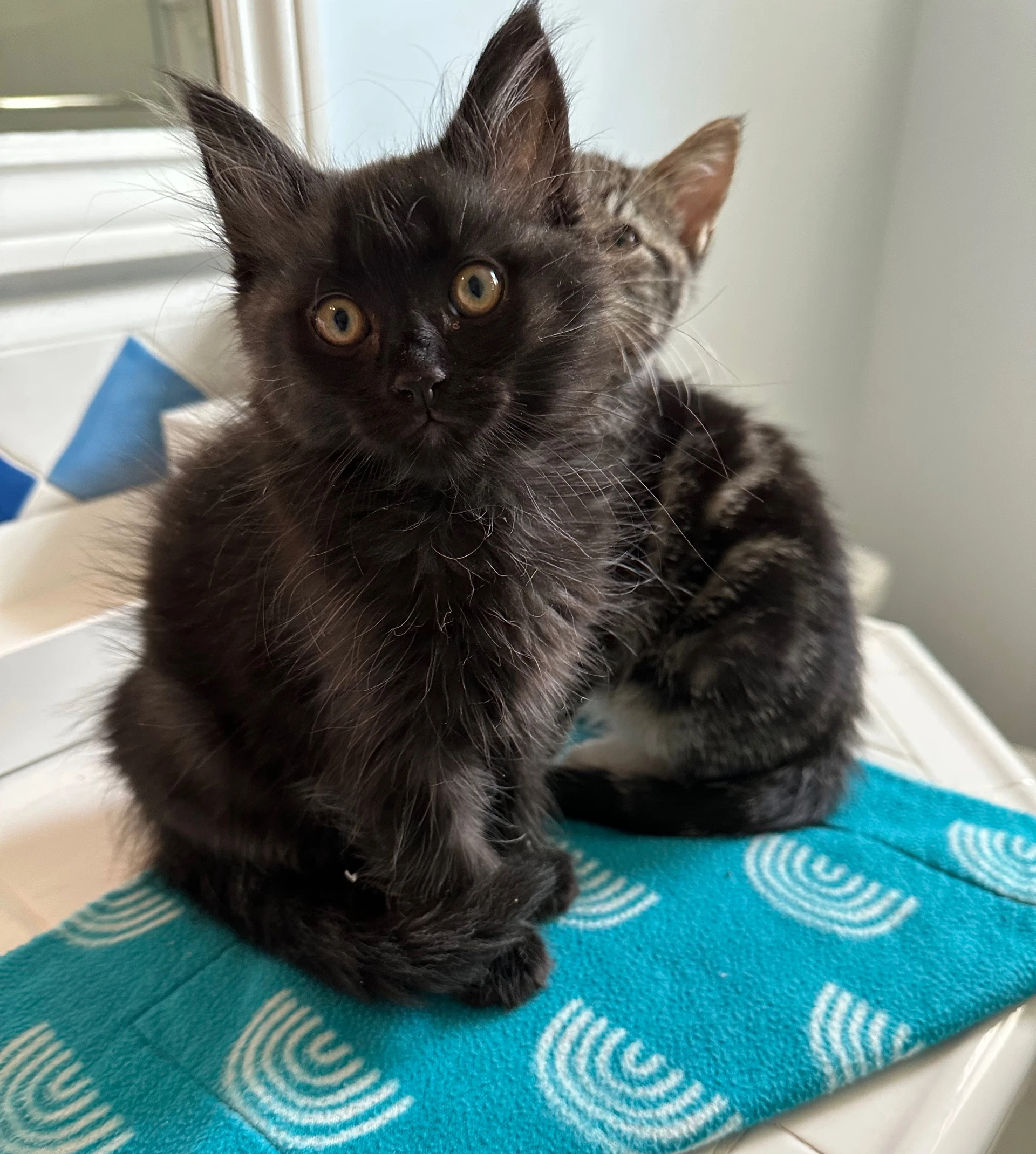 Licorice  Lola