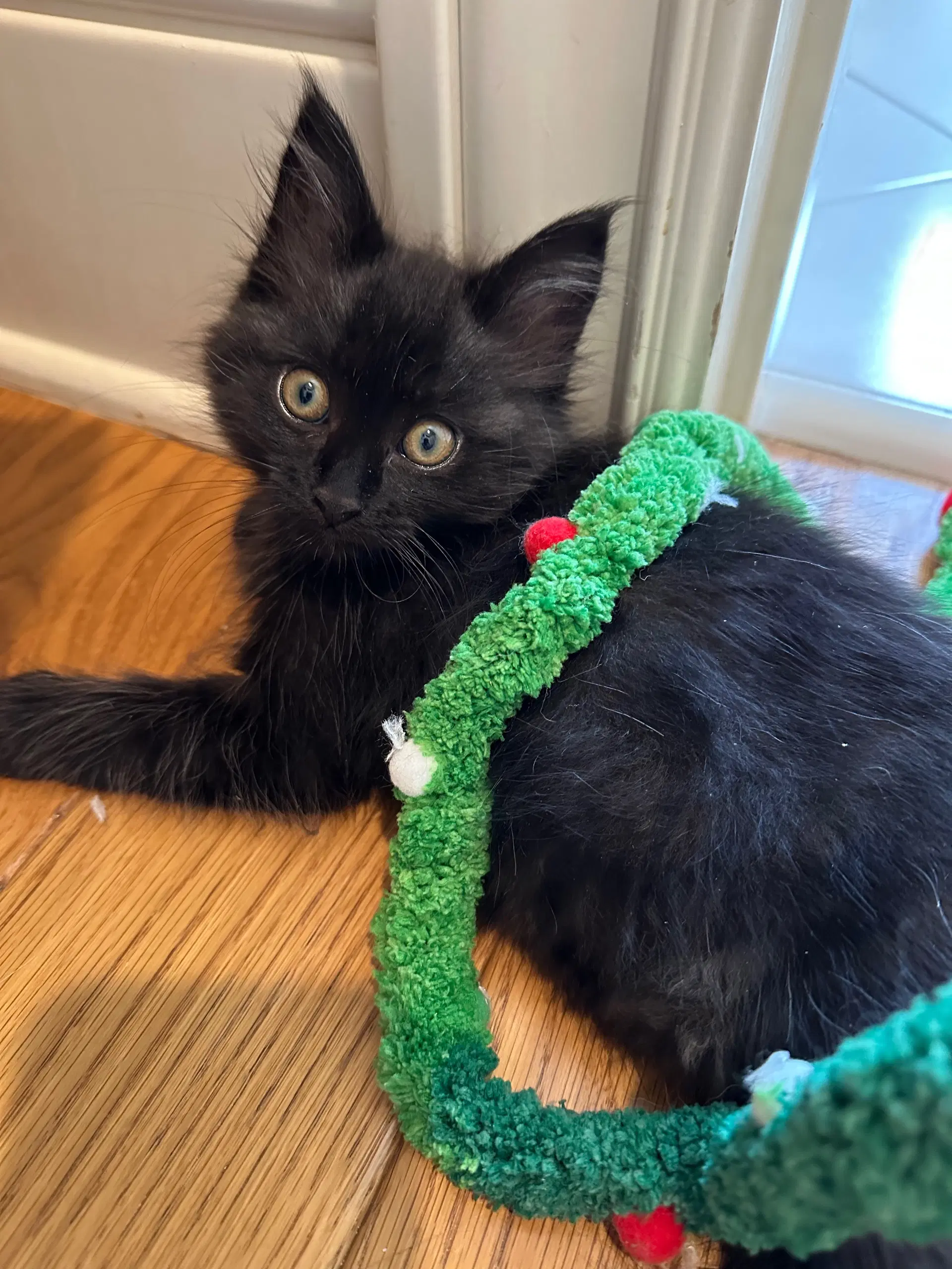 Licorice  Lola image 3